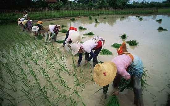 Exploring Rice-Based Spirits of S.E. Asia
