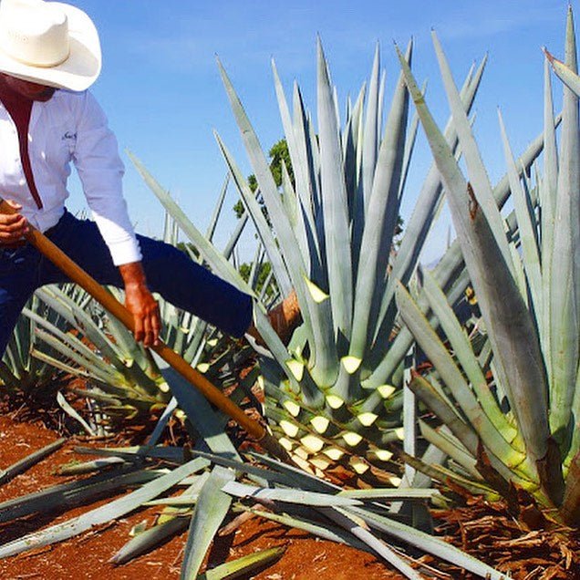 
                  
                    Agave Syrup - Gold - Blue Habu 酒店
                  
                